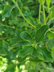 Pavetta gardeniifolia