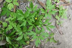 Ranunculus chinensis