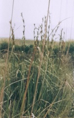 Cladium mariscus