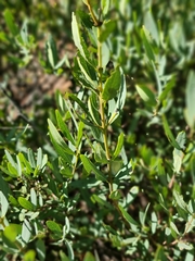 Euclea crispa