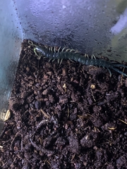 Ethmostigmus rubripes rubripes