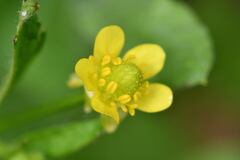 Ranunculus chinensis
