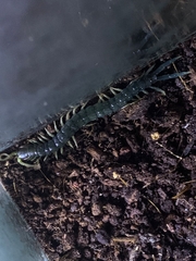 Ethmostigmus rubripes rubripes