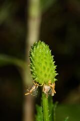 Ranunculus chinensis