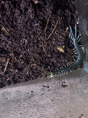 Ethmostigmus rubripes rubripes