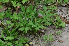 Ranunculus chinensis