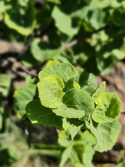 Dombeya rotundifolia