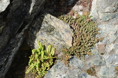 Asplenium trichomanes trichomanes