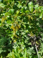 Searsia pyroides