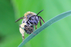 Andrena haemorrhoa