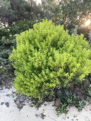Persoonia lanceolata