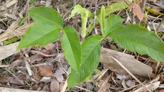 Arisaema acuminatum