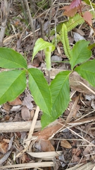Arisaema acuminatum