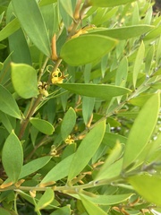 Persoonia lanceolata