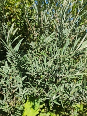 Buddleja saligna