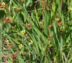 Hypoxis hirsuta