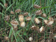 Silybum marianum