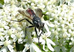 Cylindromyia bicolor