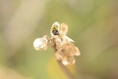 Albuca virens virens