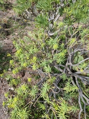 Euphorbia regis-jubae
