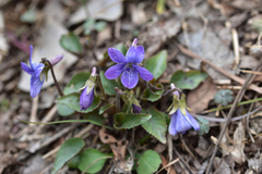 Viola faurieana