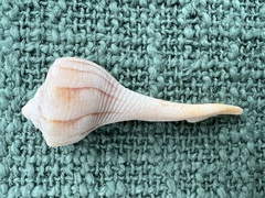 Sinistrofulgur sinistrum