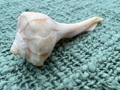 Sinistrofulgur sinistrum