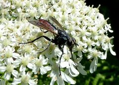 Cylindromyia bicolor