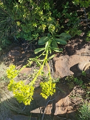 Kalanchoe paniculata