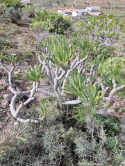 Kleinia neriifolia
