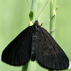 Odezia atrata