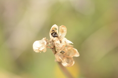 Albuca virens virens