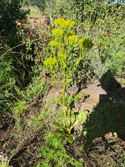 Kalanchoe paniculata