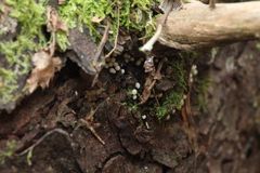 Columellomycetidae