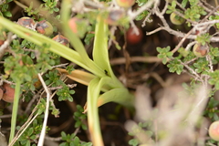 Albuca virens virens