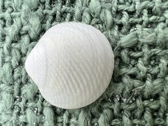 Divalinga quadrisulcata