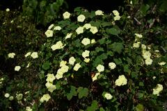 Camonea vitifolia