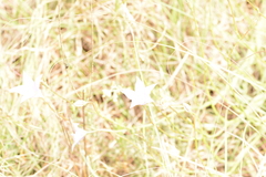 Wahlenbergia undulata