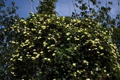 Camonea vitifolia