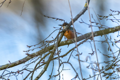 Alcedo atthis ispida