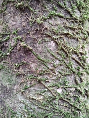 Pseudisothecium myosuroides