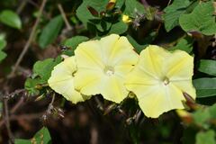 Camonea vitifolia