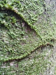 Pseudisothecium myosuroides