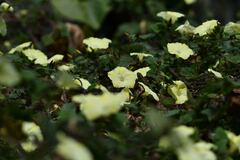 Camonea vitifolia