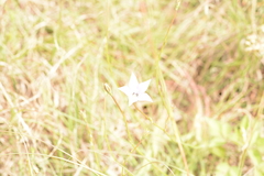 Wahlenbergia undulata