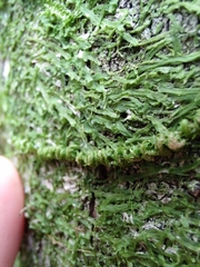 Pseudisothecium myosuroides