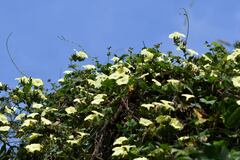 Camonea vitifolia
