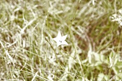 Wahlenbergia undulata