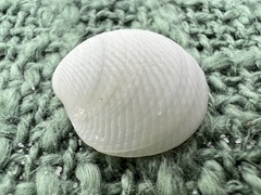 Divalinga quadrisulcata