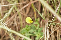 Fabaceae